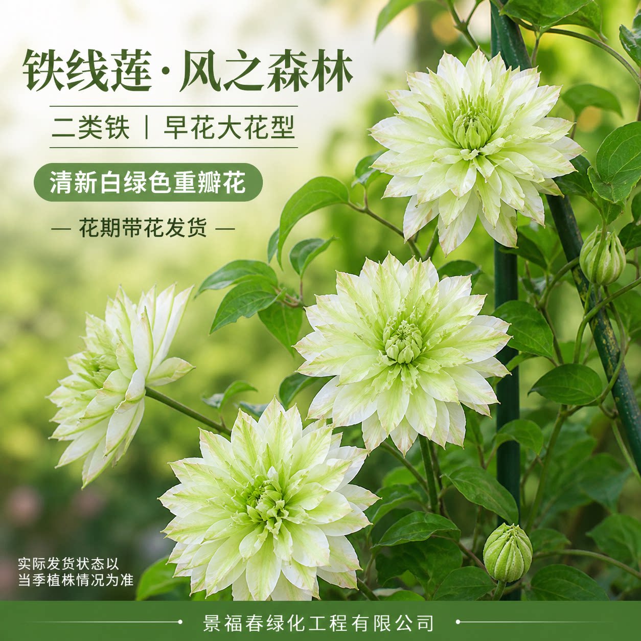 风之森林铁线莲耐寒耐热南北适栽图片