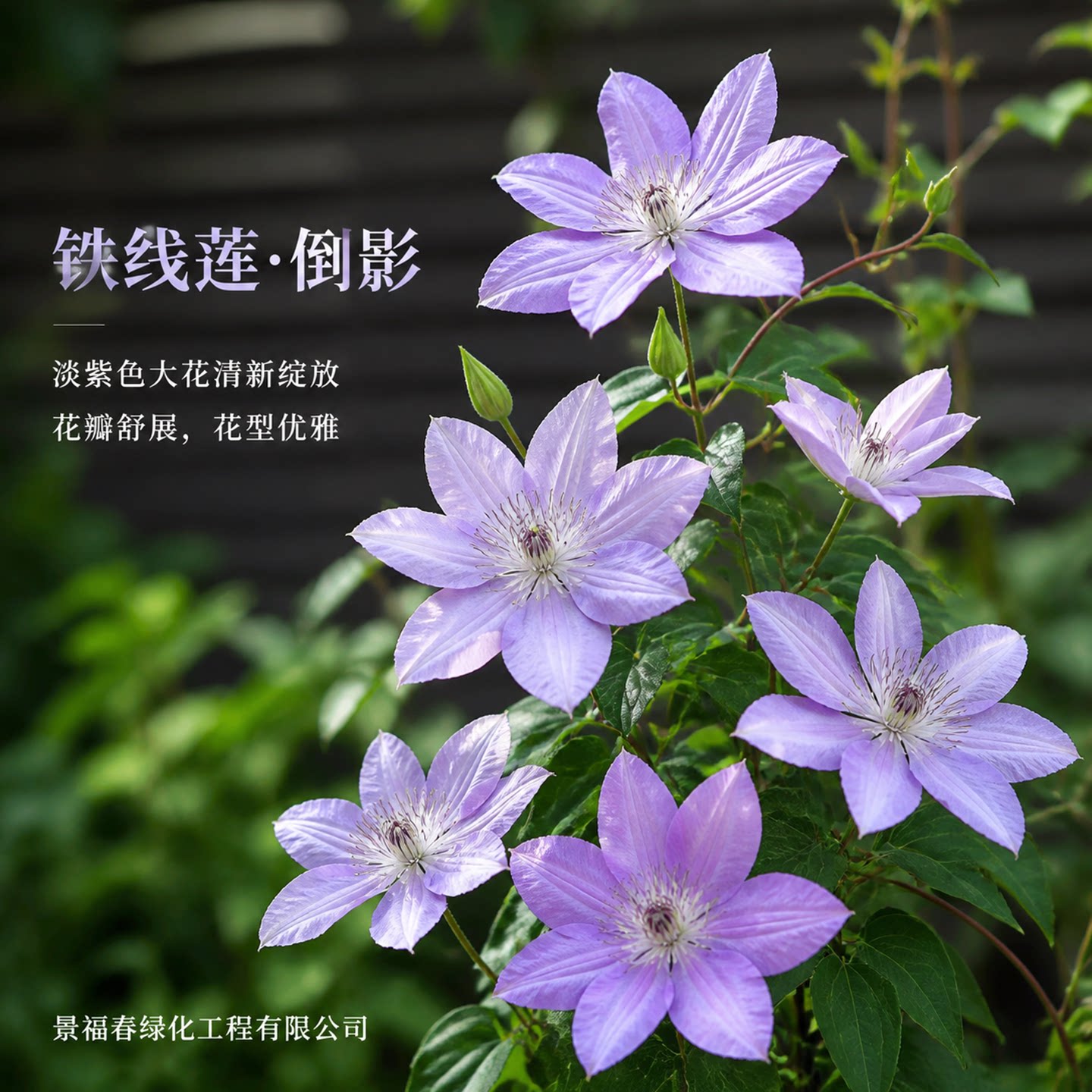 倒影铁线莲盆栽早花二类重瓣大花藤本阳台庭院爬藤勤花卉南北可种