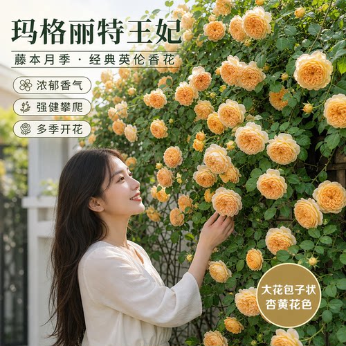 玛格丽特王妃月季大苗奥斯汀勤花爬藤花卉多头丰花庭院围墙造景