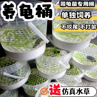 龟苗饲养桶养龟盒养龟专用缸小乌龟带苗透明桶带隔板底漏乌龟盒