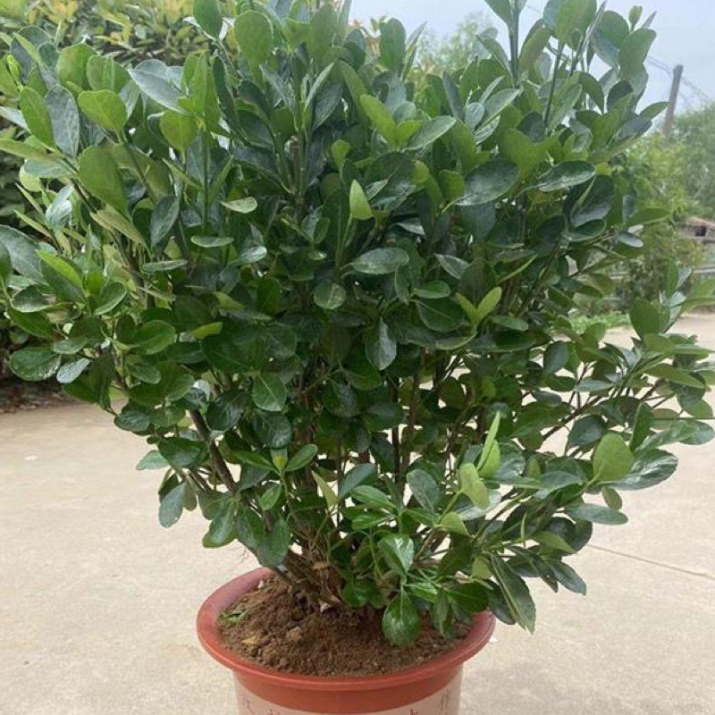 龟甲冬青树苗齿叶冬青球小叶冬青球四季常青庭院绿化苗景观造型苗