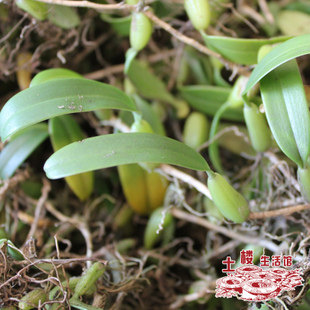 新鲜石橄榄1000g 单叶小号石橄榄石仙桃鲜品包邮种植树苗盆栽