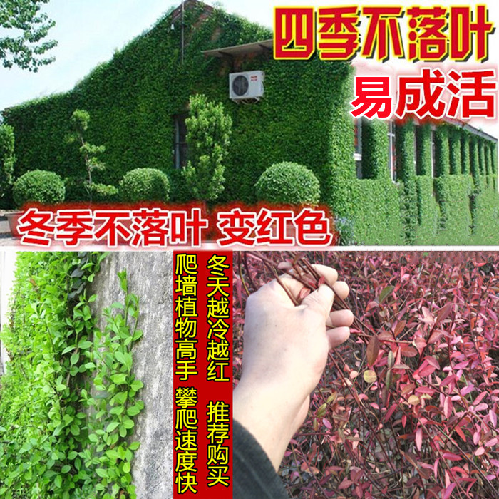 四季常青攀援花卉盆栽庭院爬藤