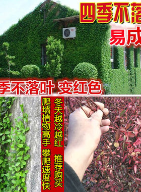四季常青攀援花卉盆栽庭院爬藤
