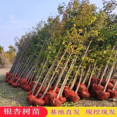 金叶银杏树苗庭院别墅绿化苗木