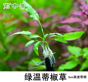 鱼缸造景前景活体水草中景 绿温蒂椒草 最易养椒草