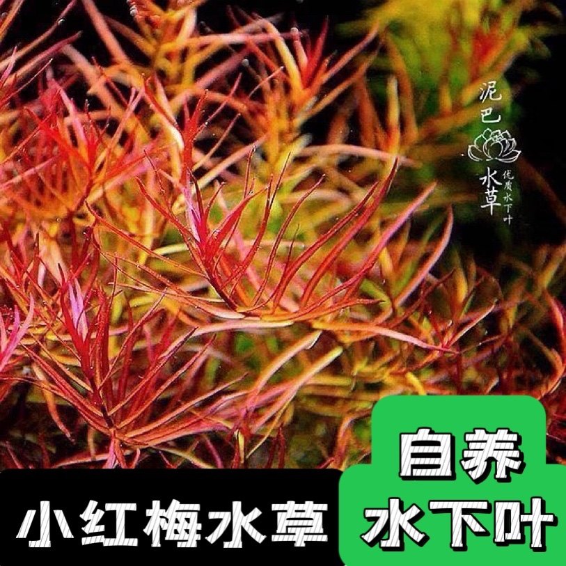鱼缸草缸造景后景水草大小红梅红雨伞血心兰大红叶南美小圆叶包邮