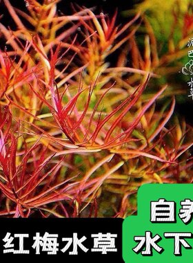 鱼缸造景水草小红梅水草