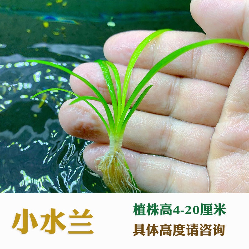 中后景水草水草小水兰