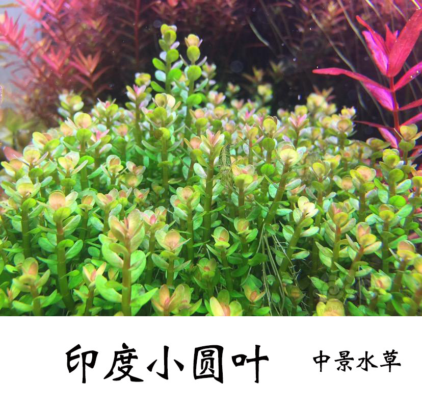 自养水下叶系列印度小圆叶