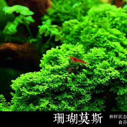 沉木造景鱼缸活体水草阴性懒人水草  珊瑚莫斯 自家种源 精选品质