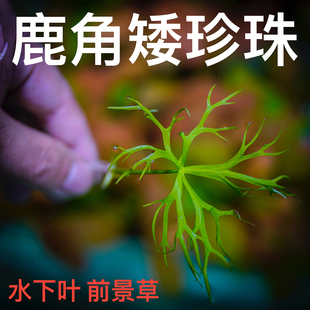 鹿角矮珍珠 水下叶 前景水草水下叶