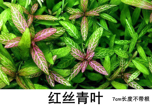 鱼缸草缸造景后景红丝青叶青叶红丝自养水下叶古巴叶底红水草