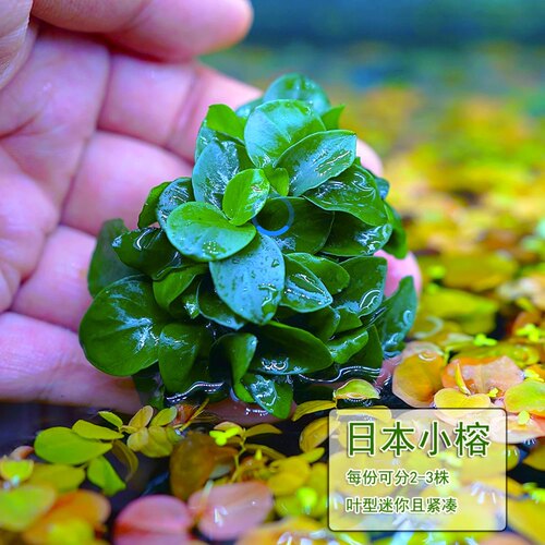 水下叶鱼缸造景水榕水草阴行草