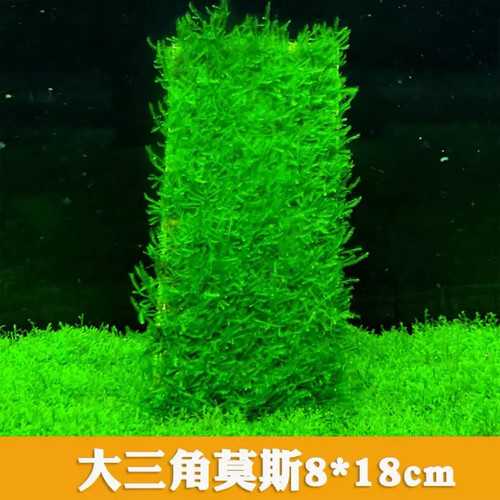 莫斯水草水下叶产地直发