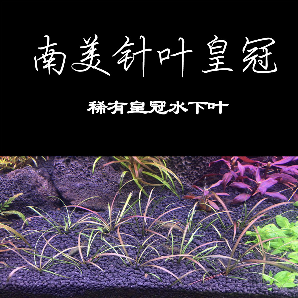 自养水下叶系列 南美针叶皇冠 前景水草 满18包邮