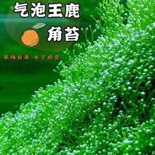 moss 疯狂冒泡 鹿角苔莫斯 水草 新手易养
