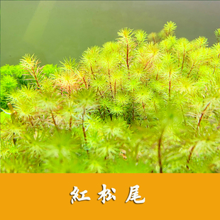 自养水下叶系列 红松尾水草 鱼缸造景红色后景草