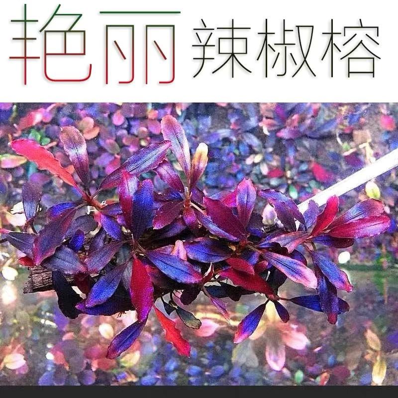 辣椒榕水草蓝紫色梦幻