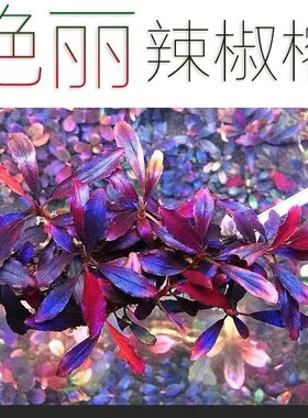 辣椒榕水草蓝紫色梦幻