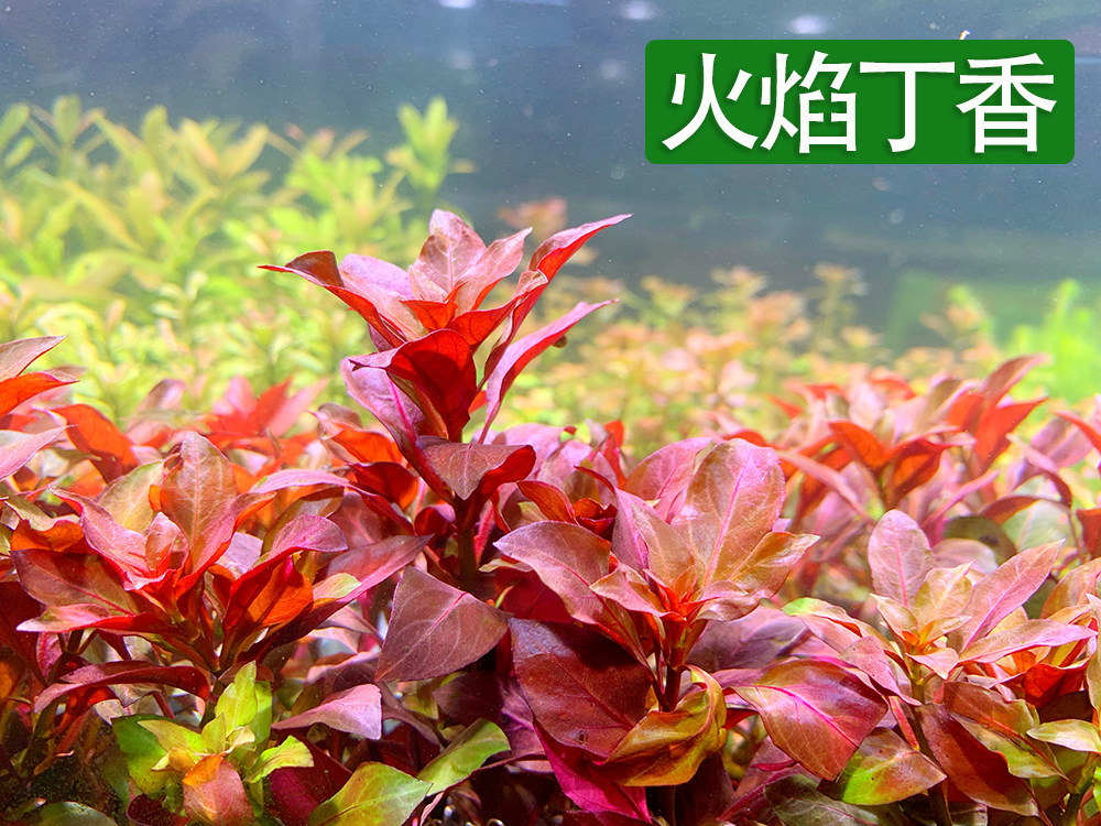 火焰丁香自营草场水下叶红色