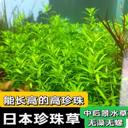 无菌杯水草 日本珍珠草 珍珠草 无藻无螺