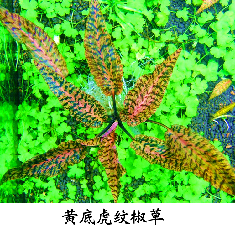 自养水下叶系列 黄底虎纹椒草 阴性草 鱼缸造景