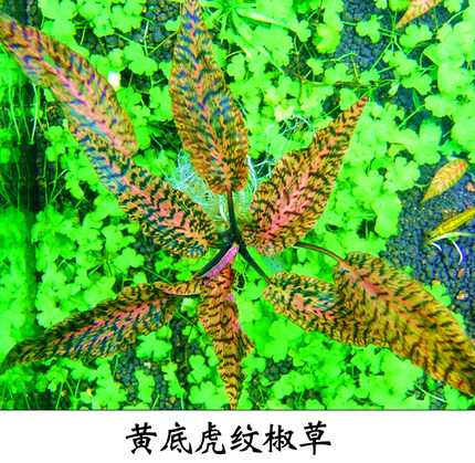 自养水下叶系列 黄底虎纹椒草 阴性草 鱼缸造景