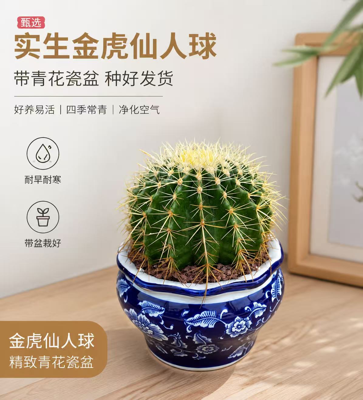 超大实生金虎仙人球办公室内阳台美观绿植盆栽含盆带土栽好包邮