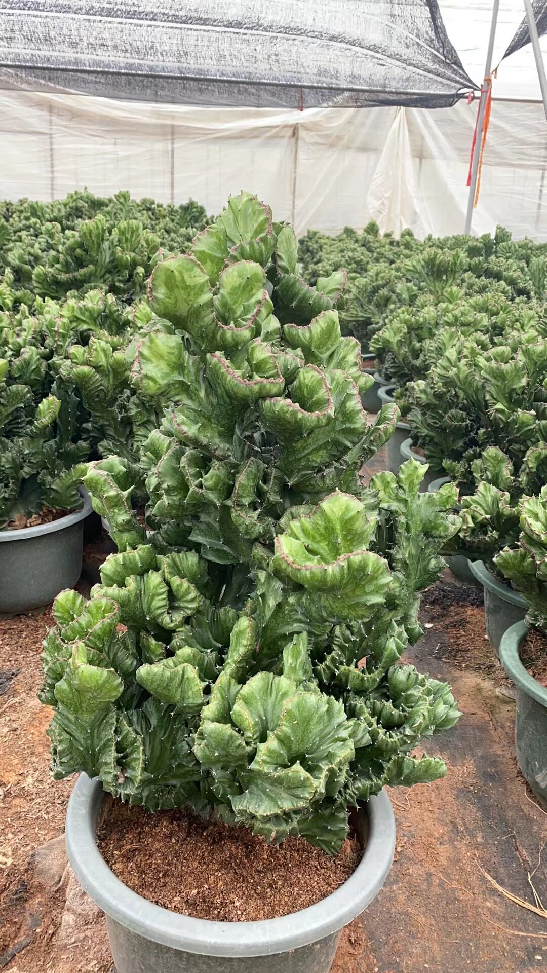 大玉玉麒麟仙人掌防辐射盆栽