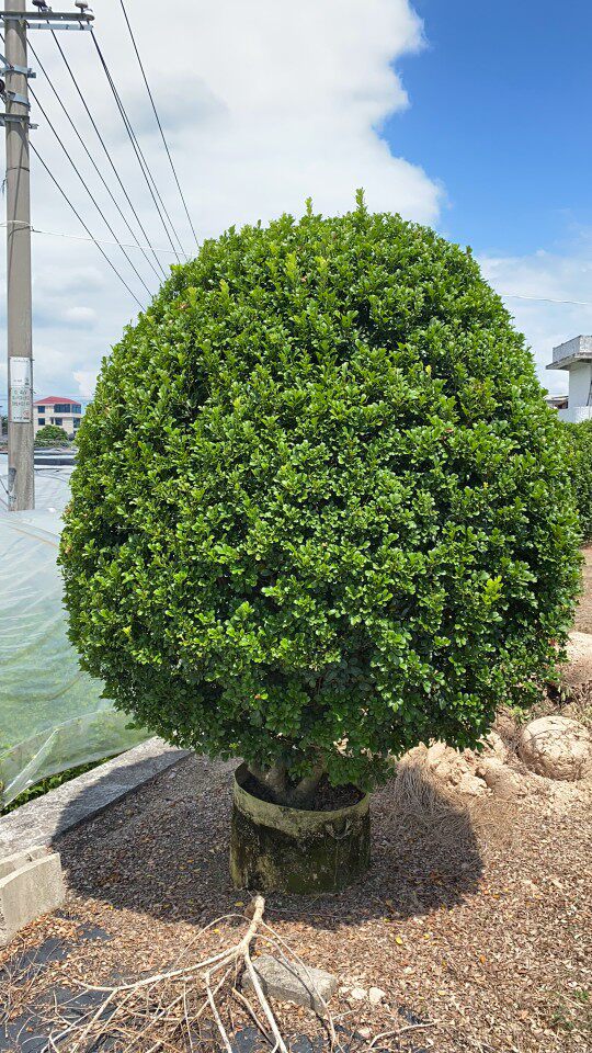 树形独杆米兰盆栽花四季开花不断室内香花植物净化空气老桩