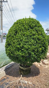 树形独杆米兰盆栽花四季开花不断室内香花植物净化空气老桩