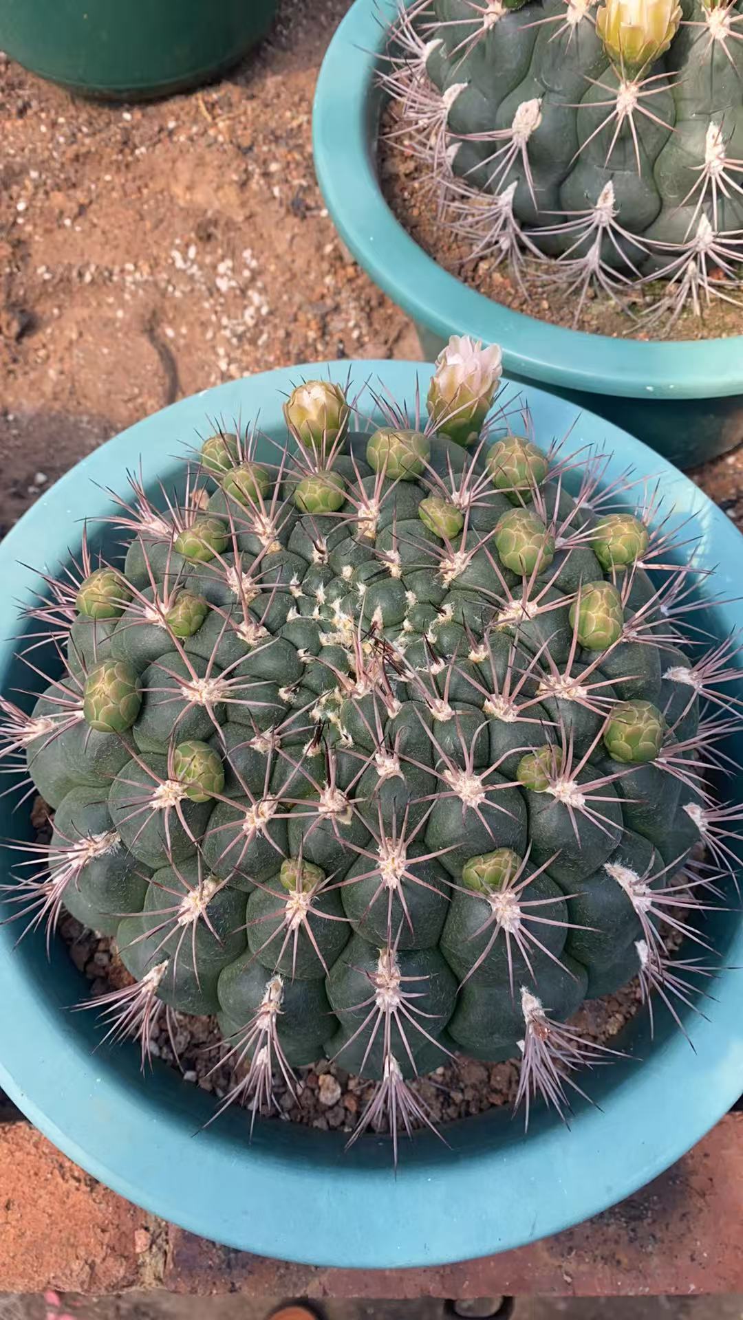 实生新天地仙人球开花易养植物含盆带土栽好包邮