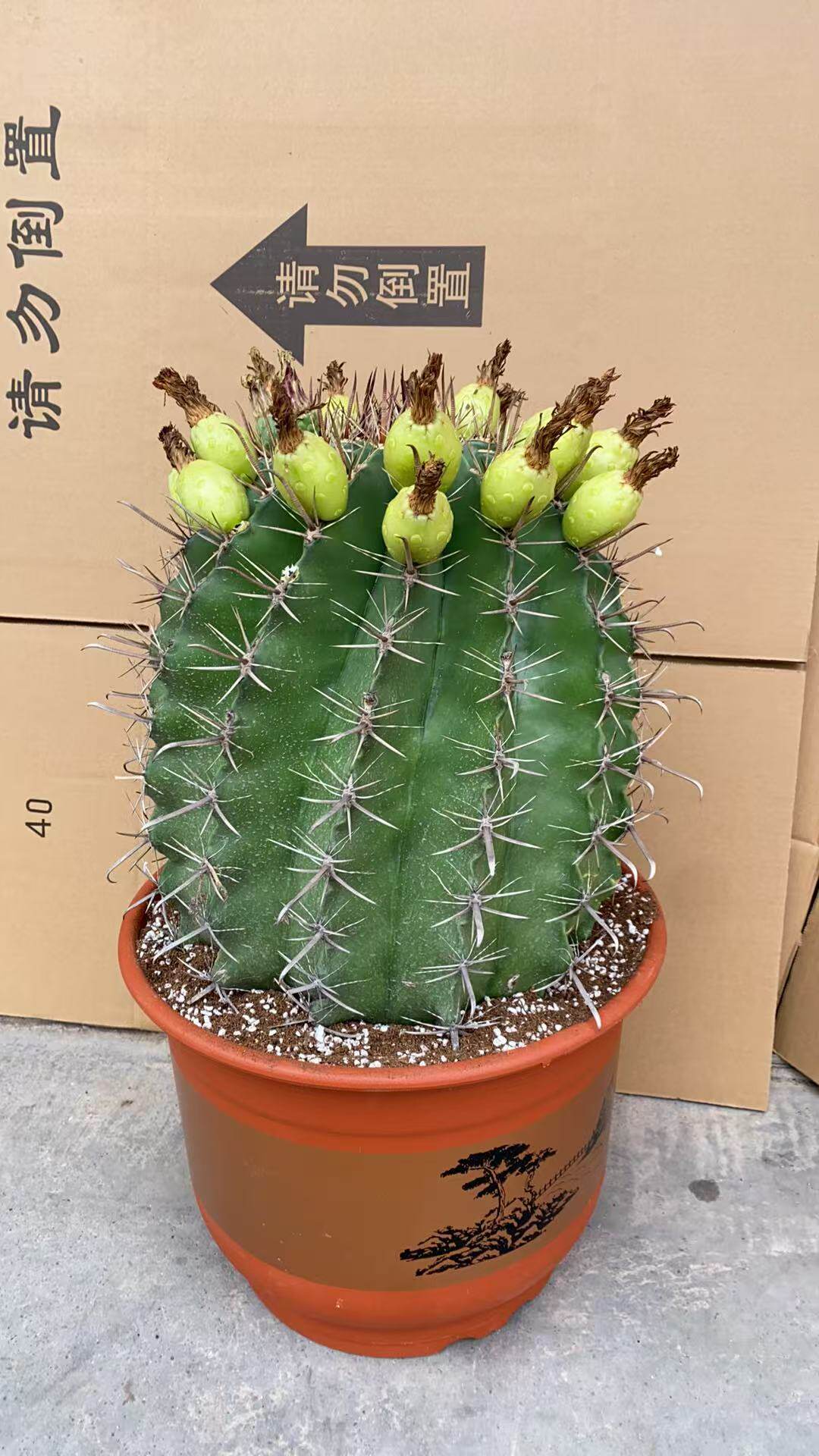 实生富贵玉超大型沙漠多肉植物景观工程庭院植物富贵玉盆栽仙人球