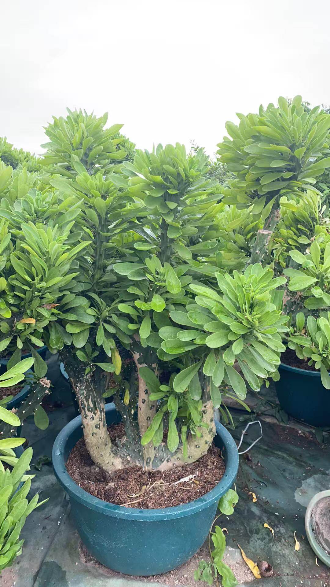 多肉植物玉麒麟盆栽花卉仙人掌麒麟掌带叶子盆栽室内多肉净化空气