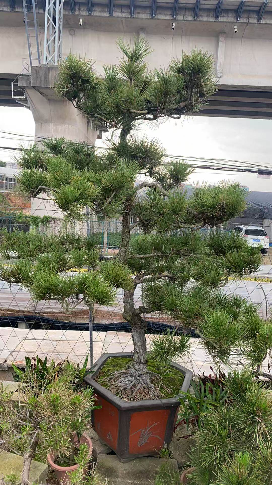 大坚黑松造型树庭院盆景迎客松日本罗汉松四季常青绿植树苗