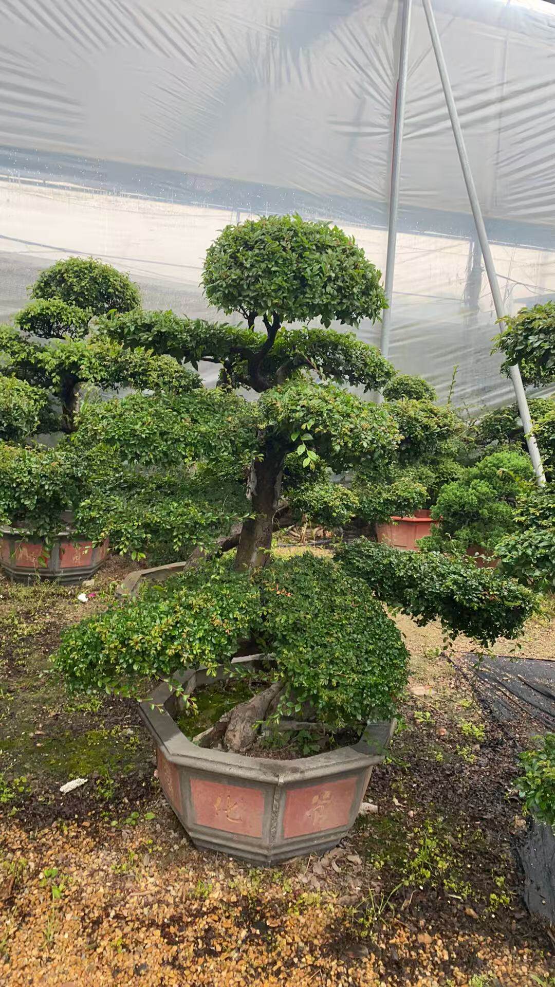 榆树盆景粗干树桩矮身霸气植物春榆白榆盆栽树苗室内阳台绿植花卉