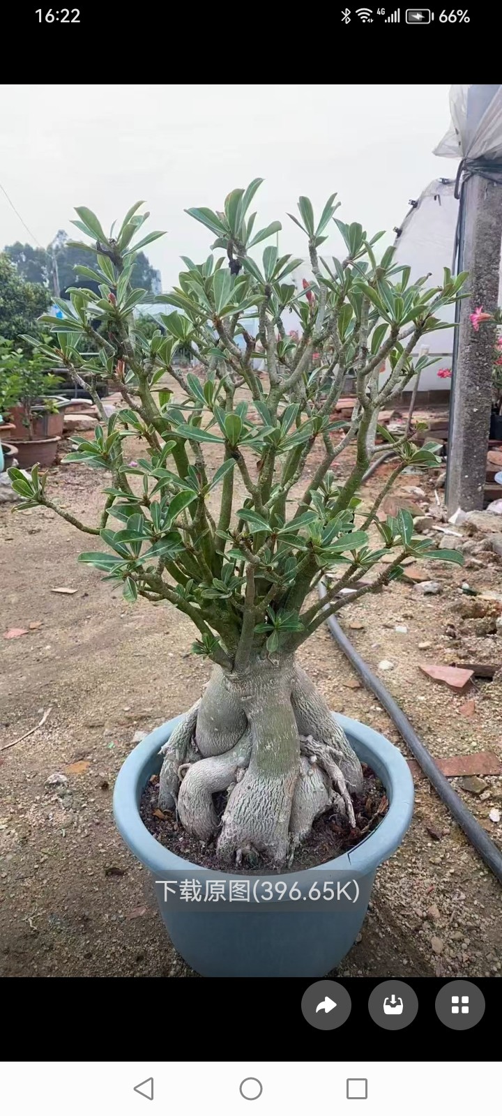 超大沙漠玫瑰多色花盆栽带花苞老桩好养四季开花绿植包邮