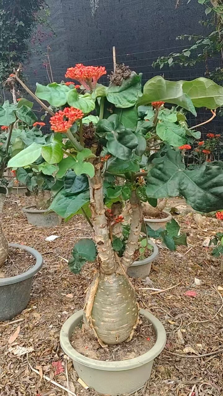 基地直售佛肚海棠大肚海棠花室内阳台绿植美观净化空气盆景包邮