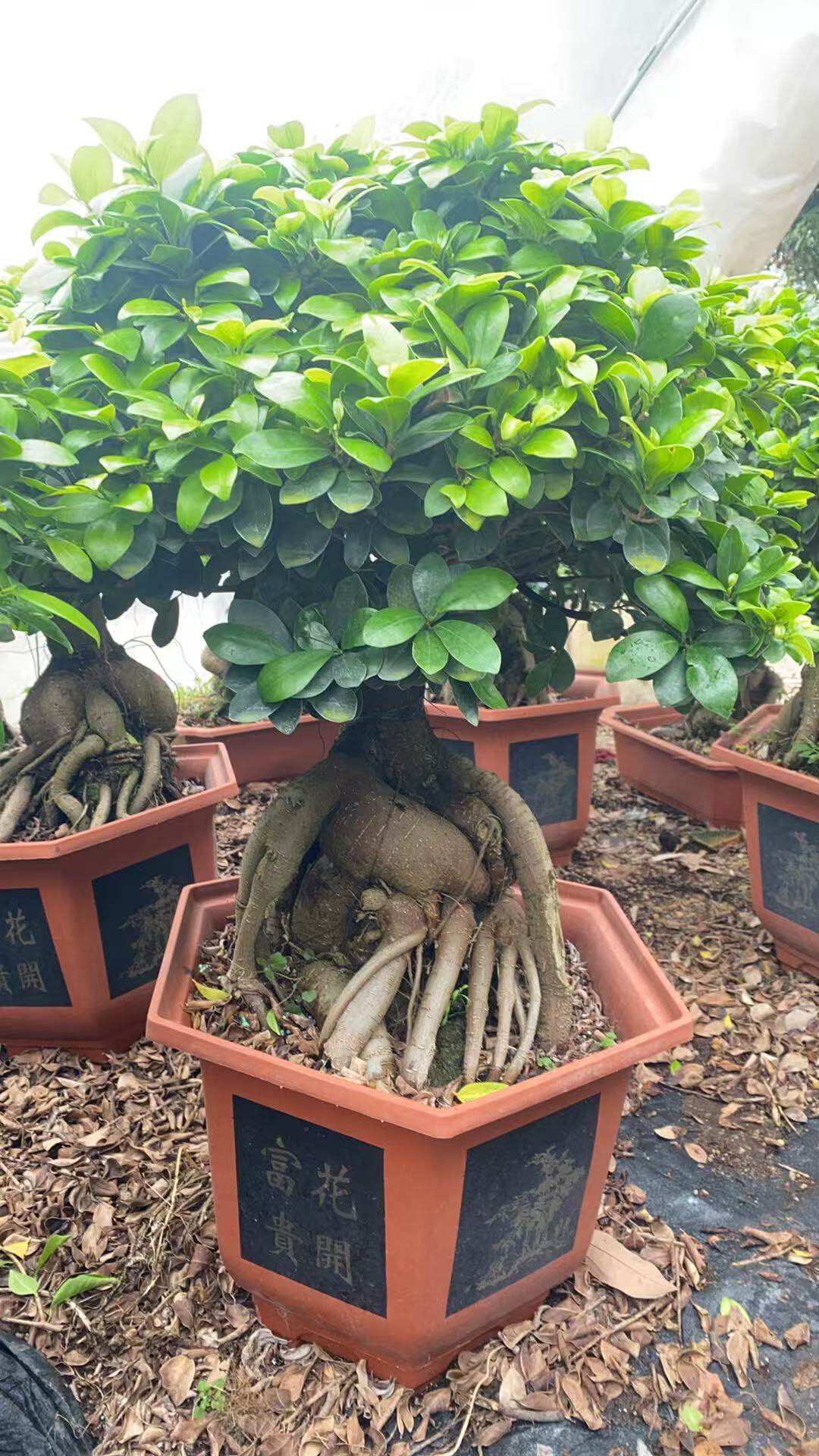 超大盆景人椮榕室内办公植物美观含盆带土栽好包邮