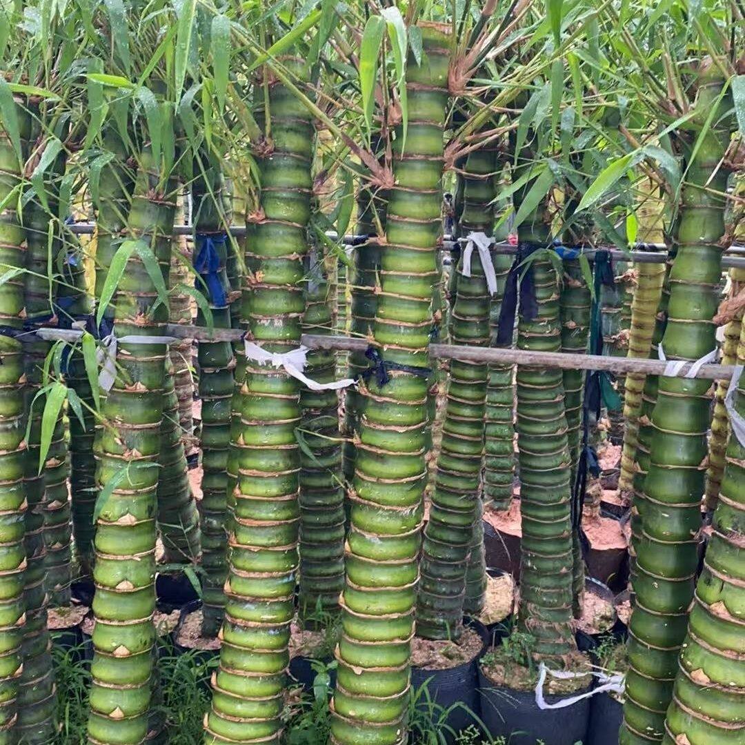 精品大型罗汉竹庭院观赏竹子阳台盆景办公室内植物客厅佛肚竹