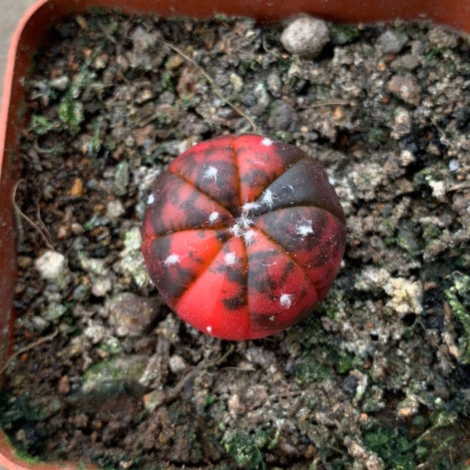 稀有实生兜锦室内阳台美观含盆带土栽好包邮