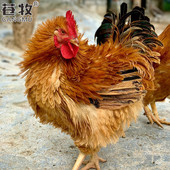 麒麟鸡大阉鸡活鸡广东名鸡卷毛鸡菊花鸡8 9斤可活体发货包活到货