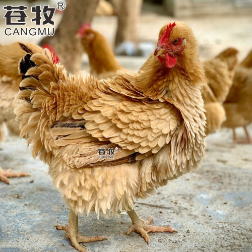 麒麟鸡下蛋母鸡月子鸡苍牧脂肪少