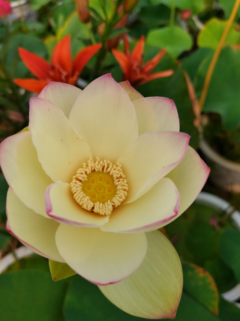 碗莲逸仙莲大型品种花单瓣白色尖红易结实丰花三十五以上直径容器