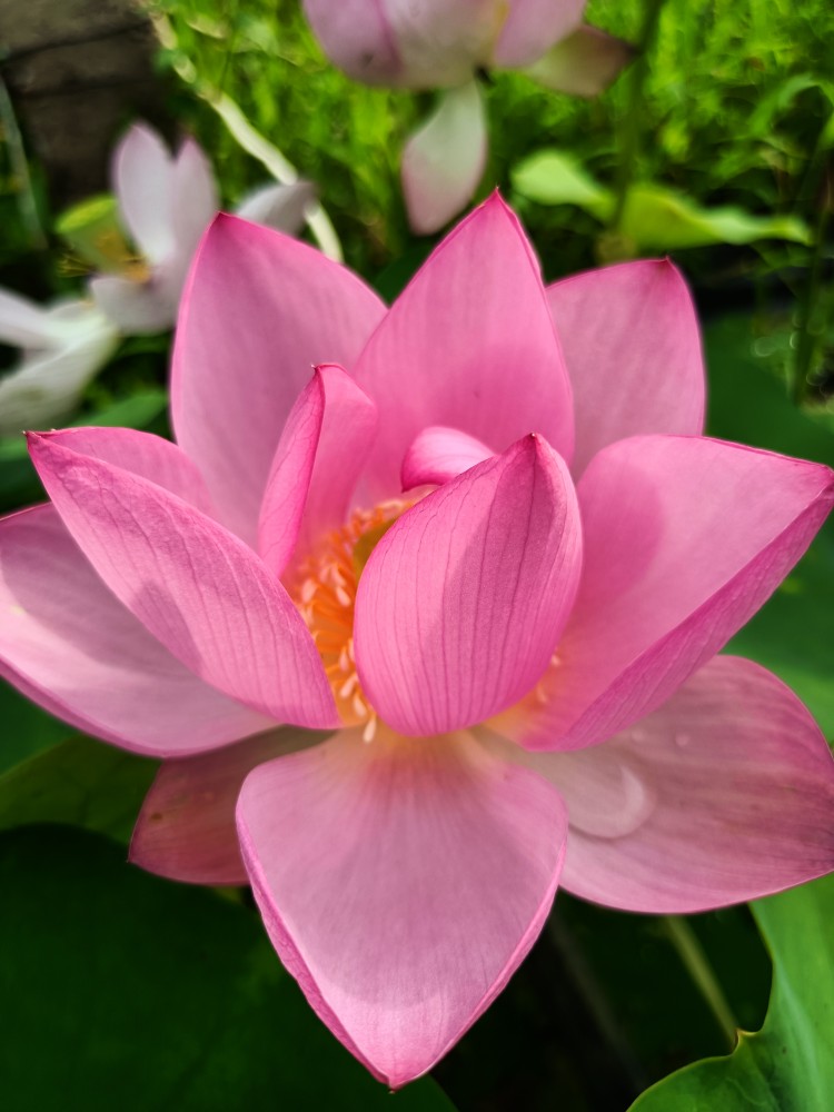 碗莲中小型品种红粉佳人水生花卉粉红至粉色盆栽易管理直径二十五