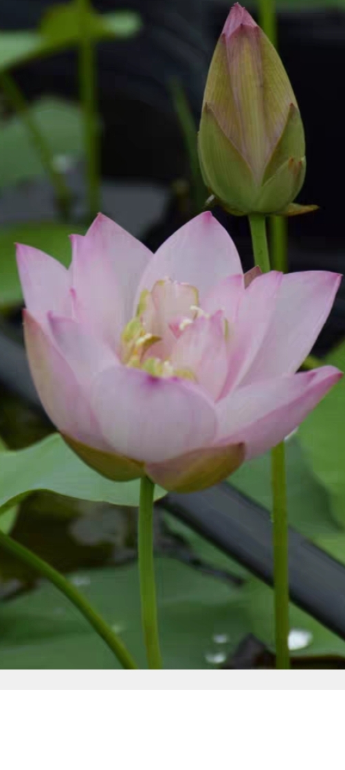 碗莲中型品种水生花卉瑶池幻影粉色丰花易结子盆栽二十五以上丰花