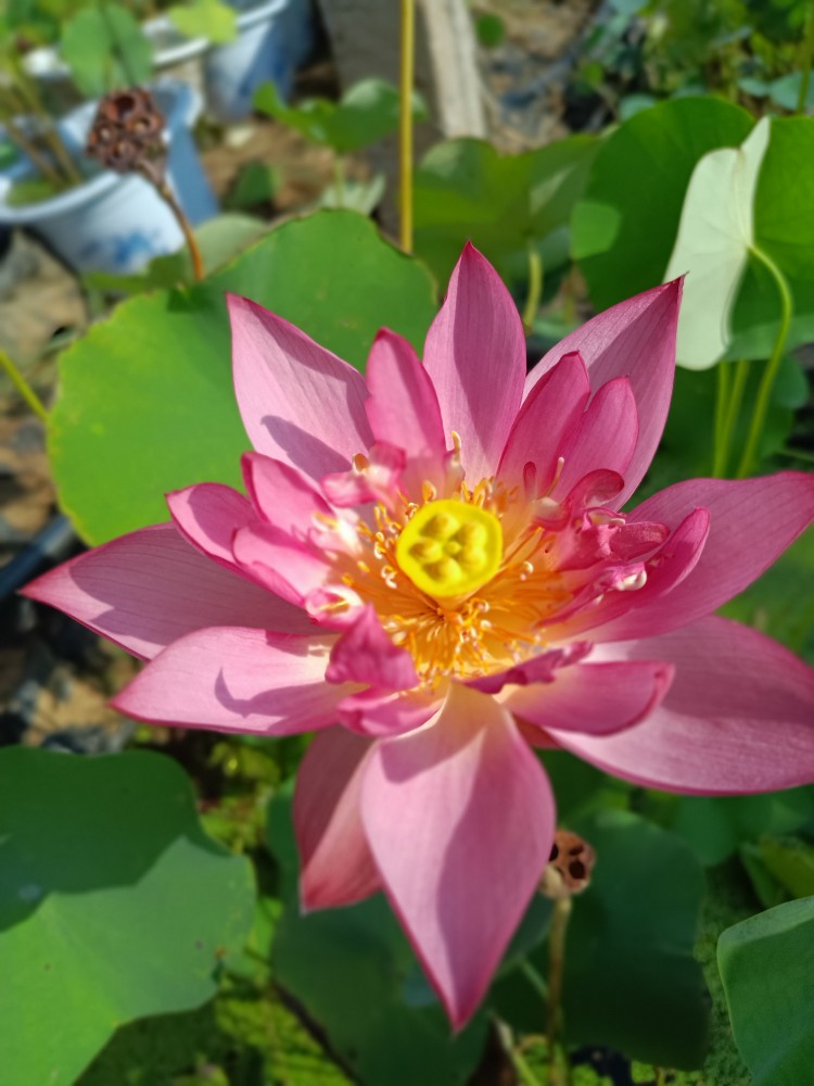 碗莲中型品种红星水生花卉楼顶窗台容器栽培易管理红色非常的丰花