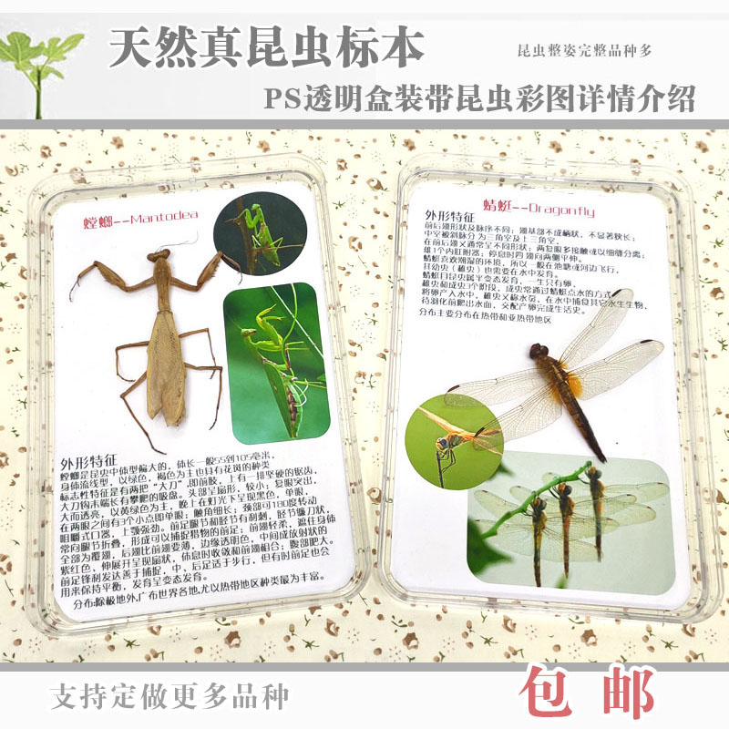 盒装完整昆虫标本蜻蜓彩图详情介绍装饰摆件相框科普展教学礼包邮
