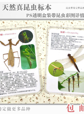 盒装完整昆虫标本蜻蜓彩图详情介绍装饰摆件相框科普展教学礼包邮